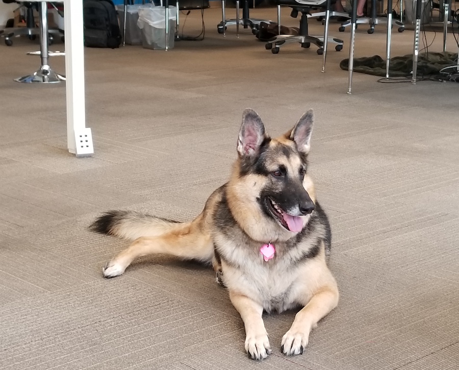 tenfold office dog